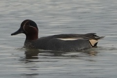 Anas crecca crecca