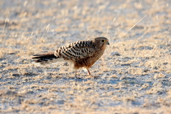 Falco rupicoloides