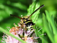 Ancistrocerus catskill