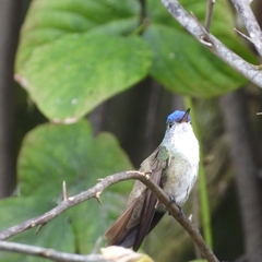 Saucerottia cyanocephala