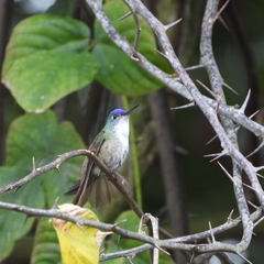Saucerottia cyanocephala