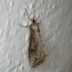 Evergestis isatidalis