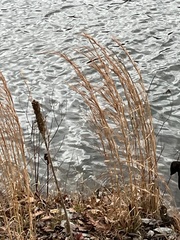 Andropogon virginicus