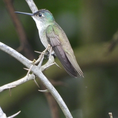 Saucerottia cyanocephala
