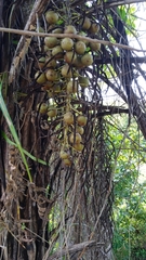 Cocoseae
