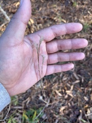 Andropogon ternarius