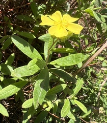 Crocanthemum corymbosum