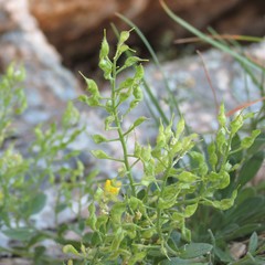 Draba petrophila