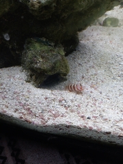 Amblyeleotris wheeleri