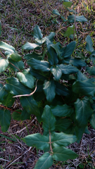 Lonicera japonica