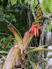 Aechmea mertensii