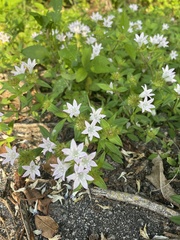 Richardia grandiflora