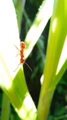 Ectatomma tuberculatum