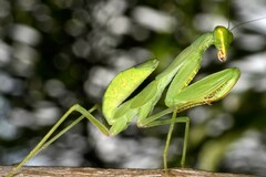 Sphodromantis