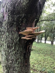 Cerioporus squamosus