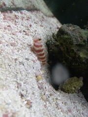 Amblyeleotris wheeleri