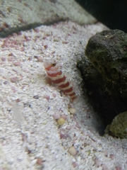 Amblyeleotris wheeleri