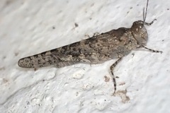 Sphingonotus rubescens