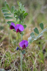 Vicia sativa