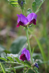 Vicia sativa