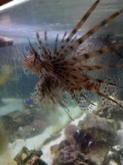 Pterois