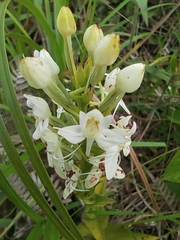 Habenaria monorrhiza
