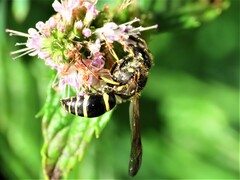 Ancistrocerus catskill