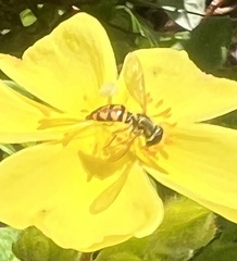 Toxomerus floralis