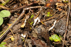 Xylaria hypoxylon