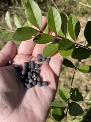 Ligustrum quihoui