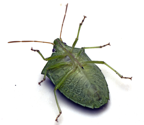 Green potato bug photo 4