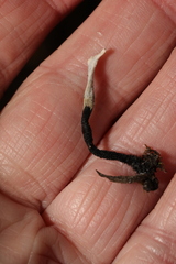 Xylaria hypoxylon