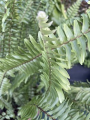 Nephrolepis exaltata