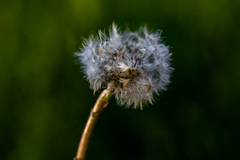 Taraxacum erythrospermum