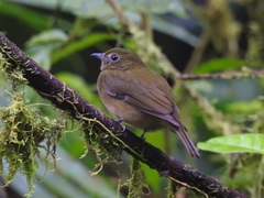 Cryptopipo litae litae