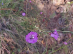 Agalinis peduncularis