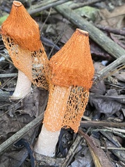 Phallus cinnabarinus