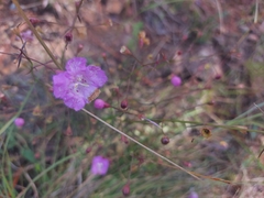 Agalinis peduncularis