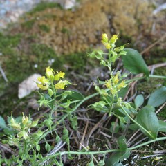 Draba petrophila