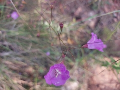Agalinis peduncularis