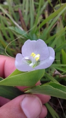 Commelina platyphylla