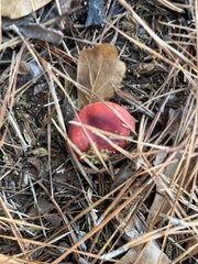 Russula rhodocephala