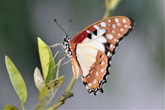 Graphium angolanus
