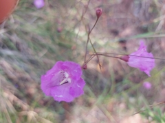 Agalinis peduncularis