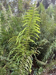 Nephrolepis