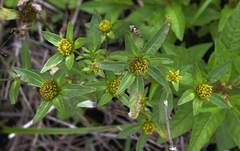 Bidens comosa