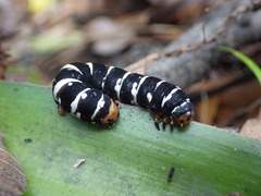 Xanthopastis regnatrix