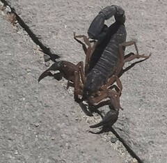 Centruroides edwardsii