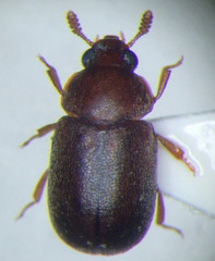 Pentaphyllus chrysomeloides