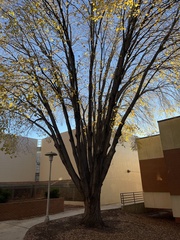 Tilia americana heterophylla